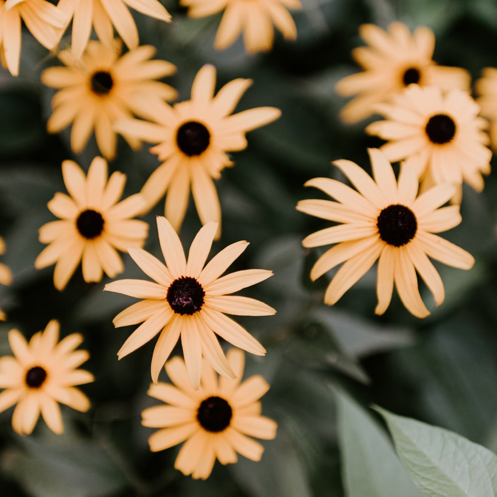 Daisy Mixed Bellis Perensis Color Flower