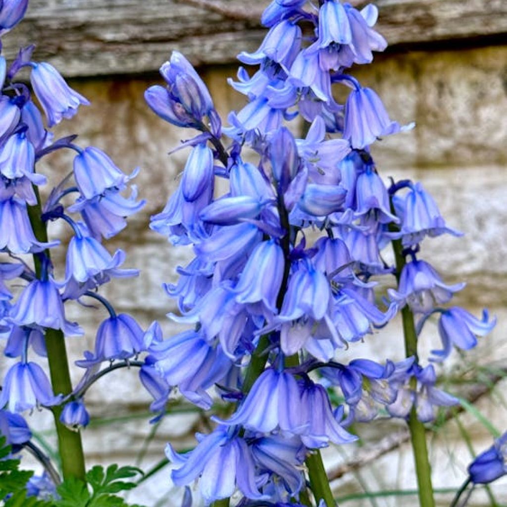 Plantzoin Bluebell Barleria Plant