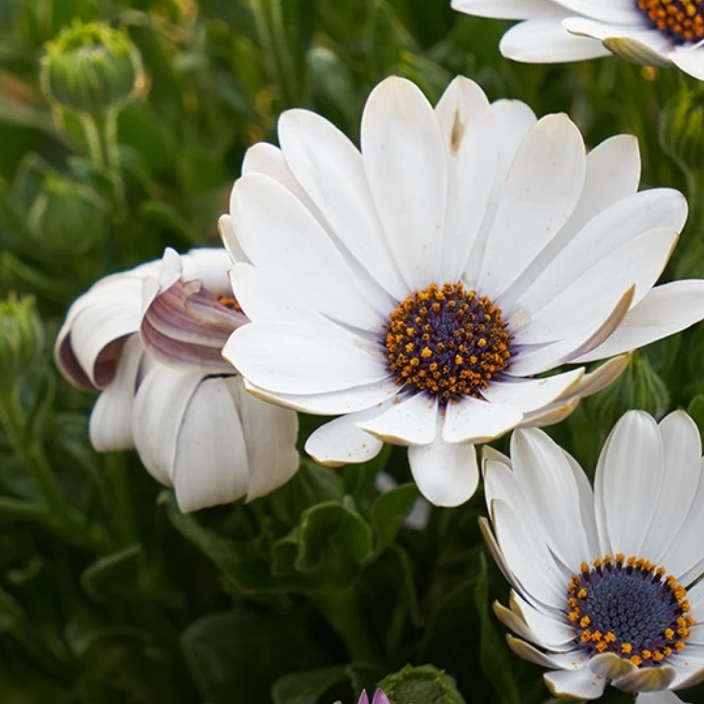 African Daisy