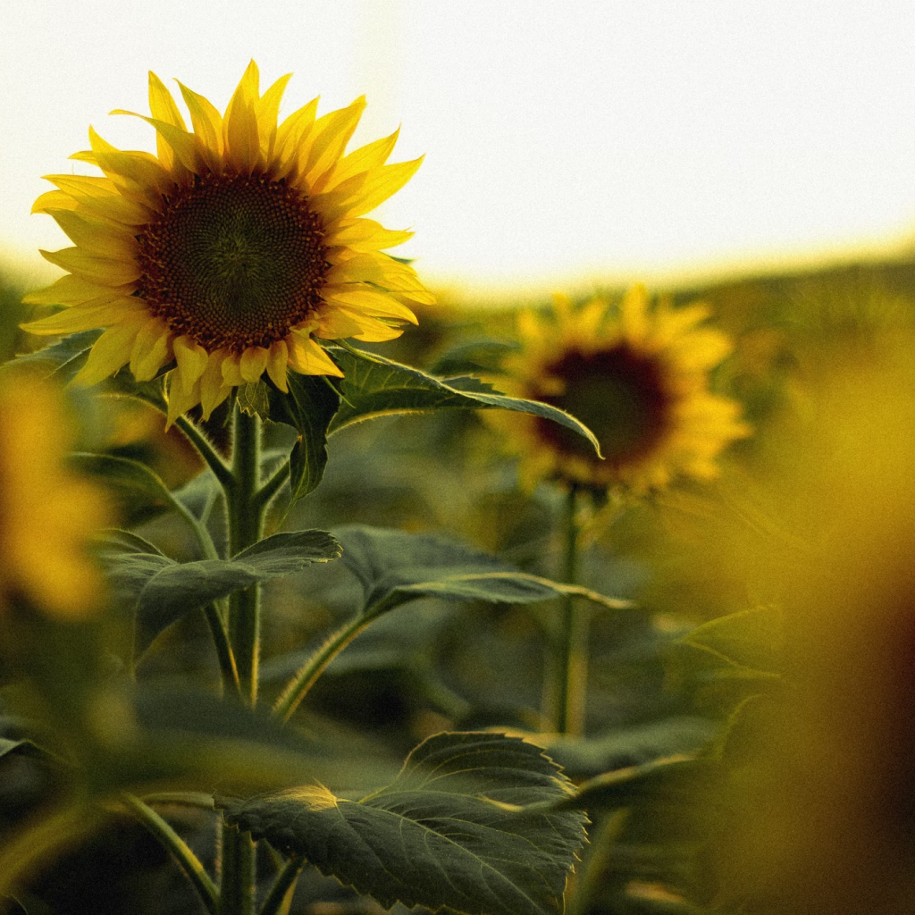 Sunflower Miniature