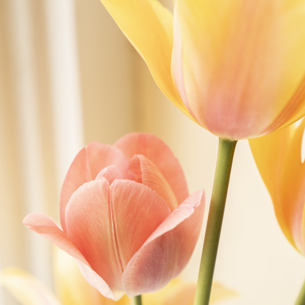 Tulip Yellow Flower
