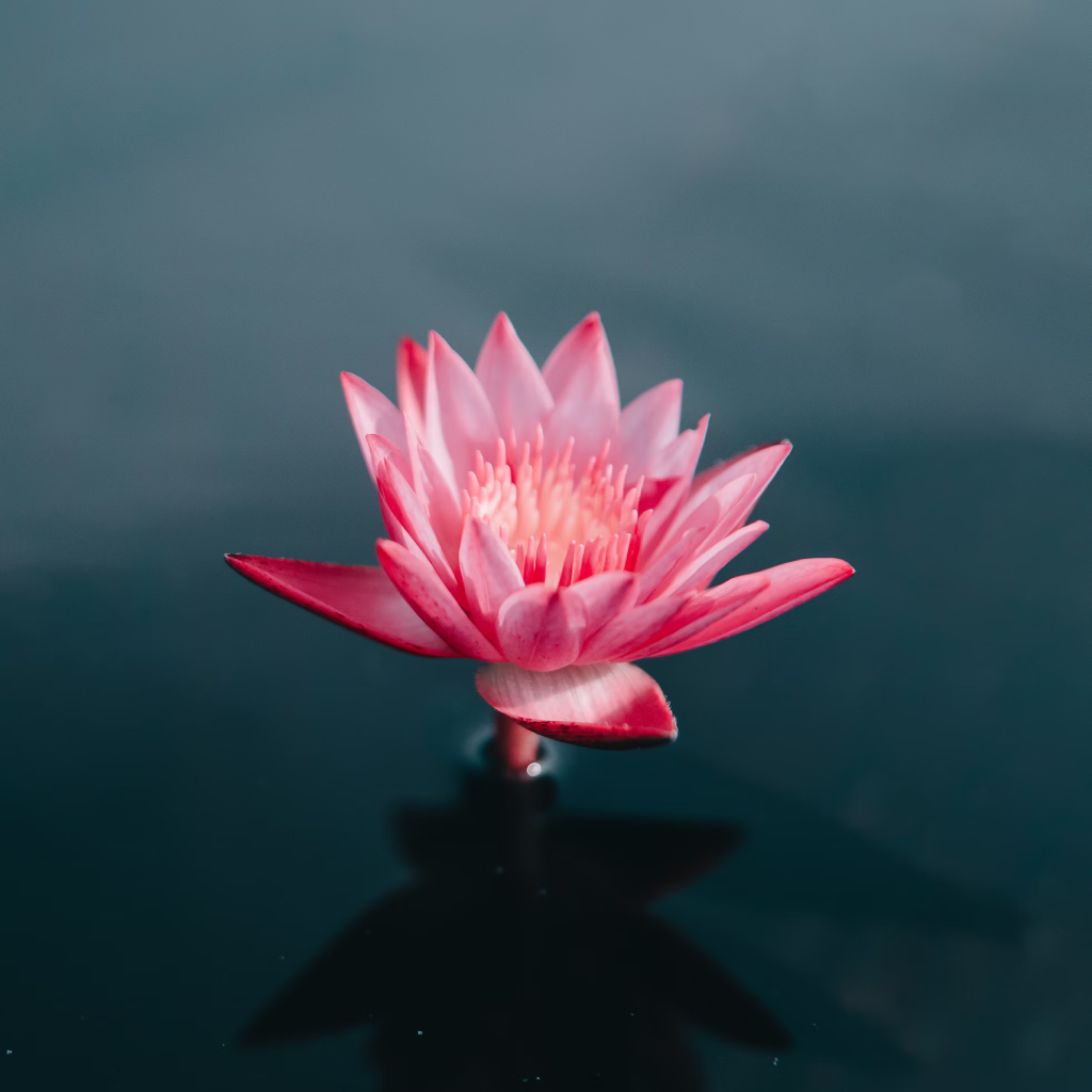 3 Pink Lotus Tuber