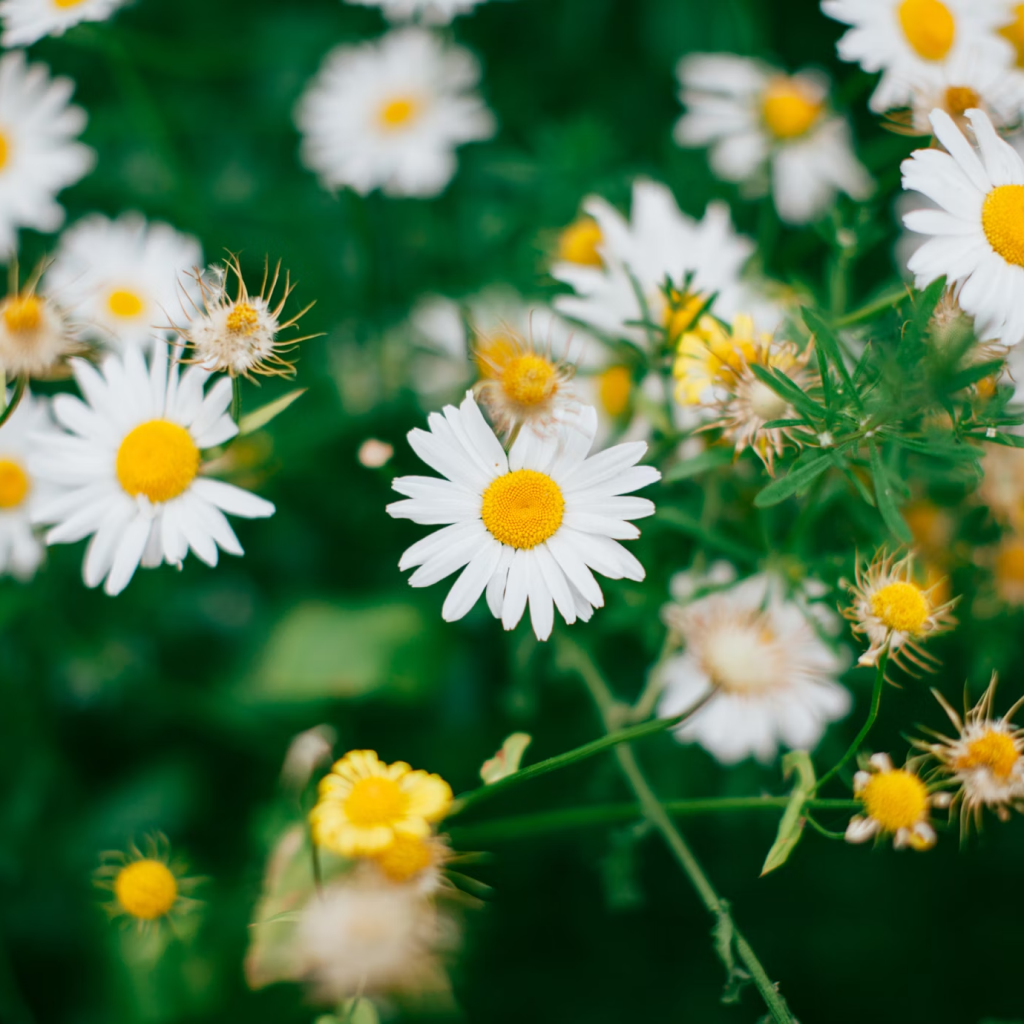 Megavalue Exotic Daisy