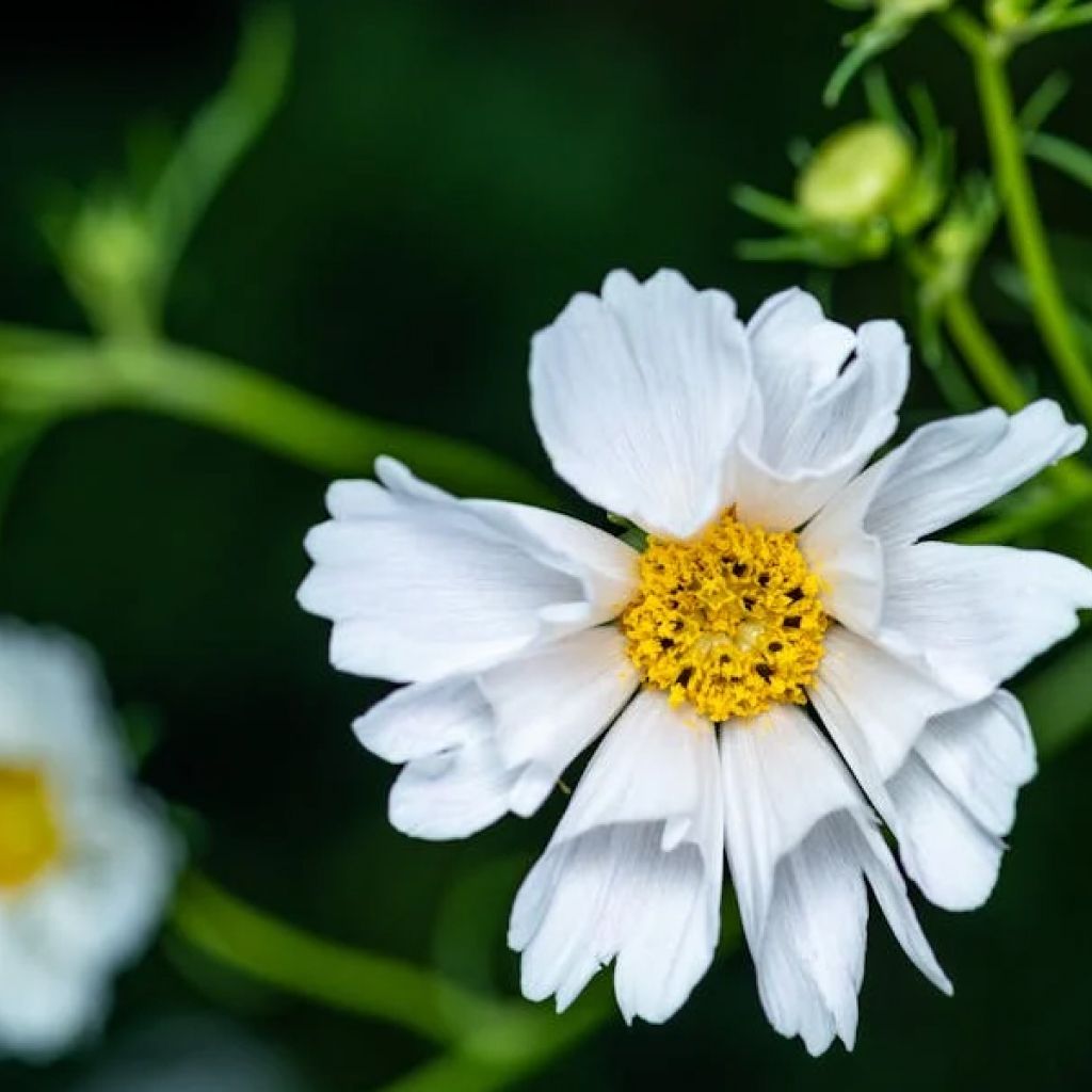 Cosmos Bipinnatus Casanova White