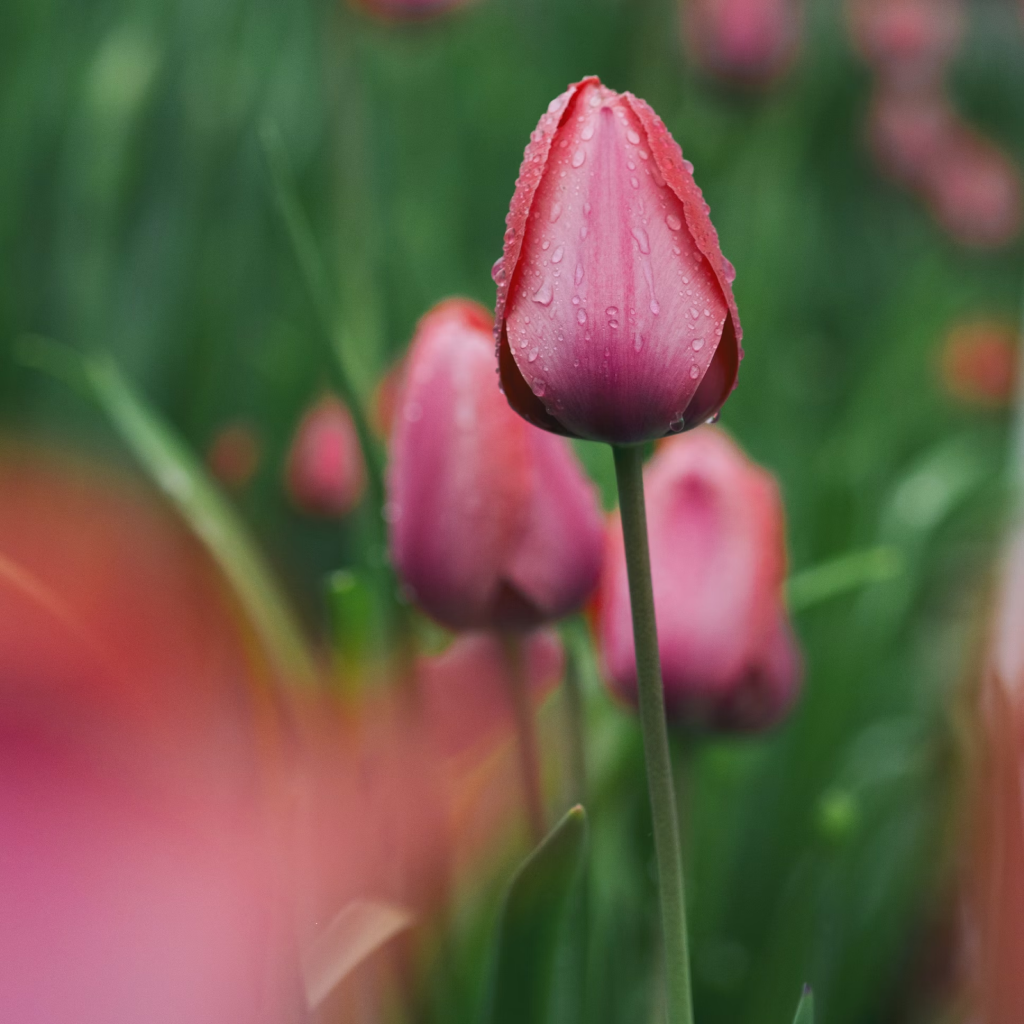 Pink Tulip Bunch