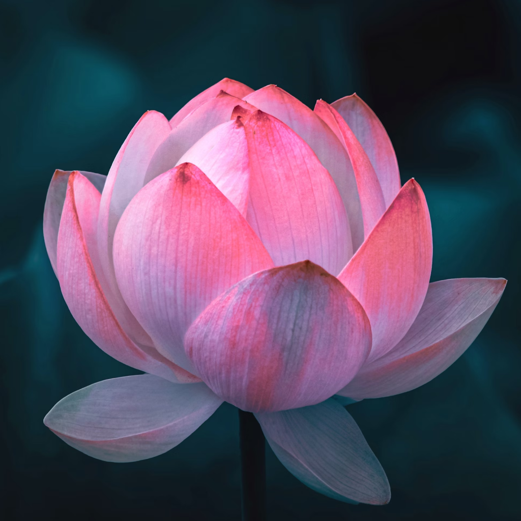 Lotus Amery Camelia