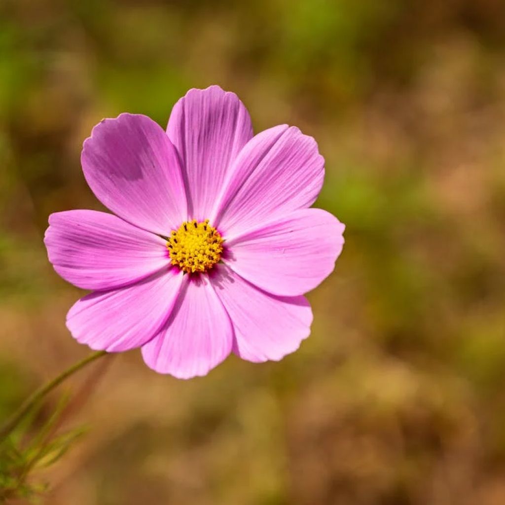 Cosmos Sunny Flower Plant