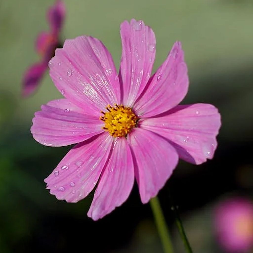 Ugaoo Cosmos Flower