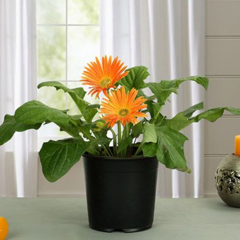 Gerbera Daisy