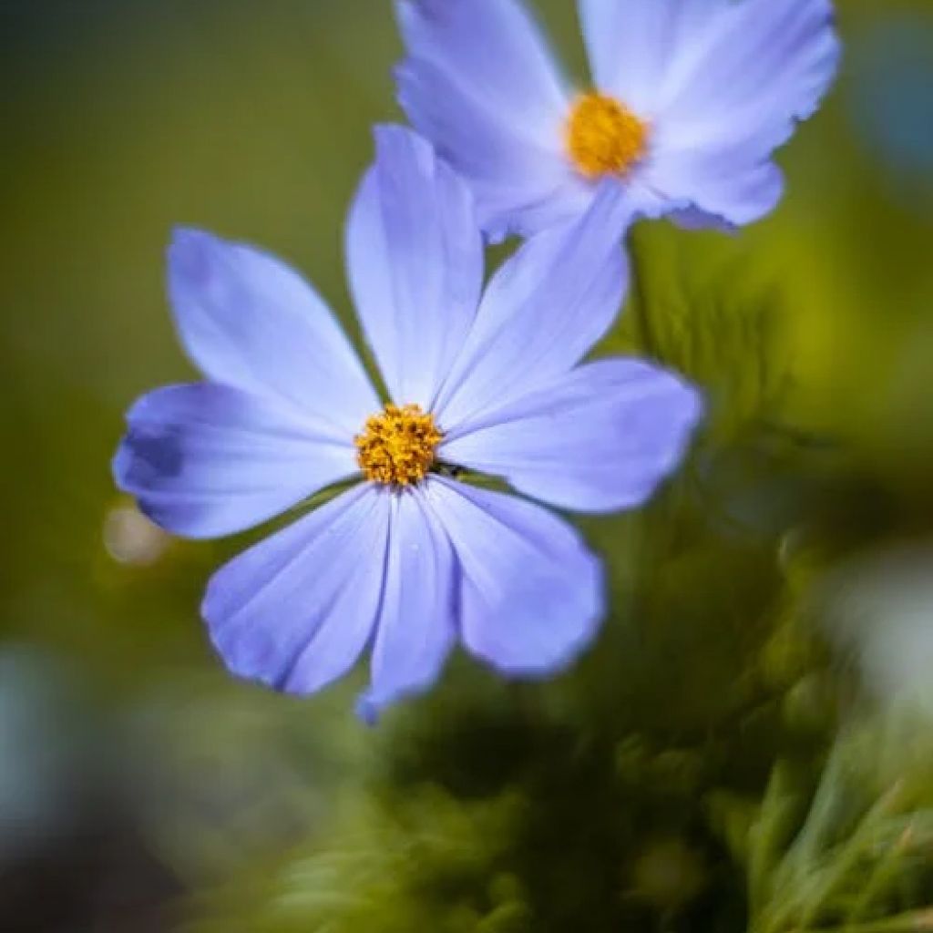 Cosmos Antiquity Pack