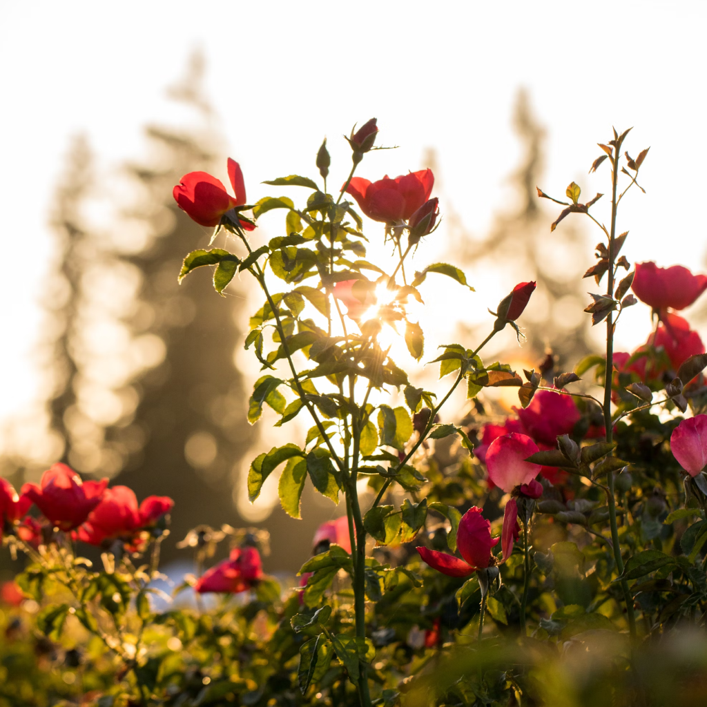 Zomoloco Rose Flower