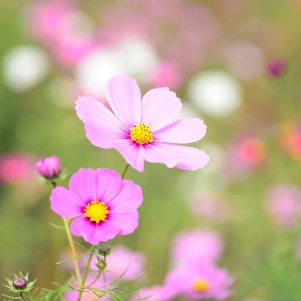 Cosmos Mixed Color Flower