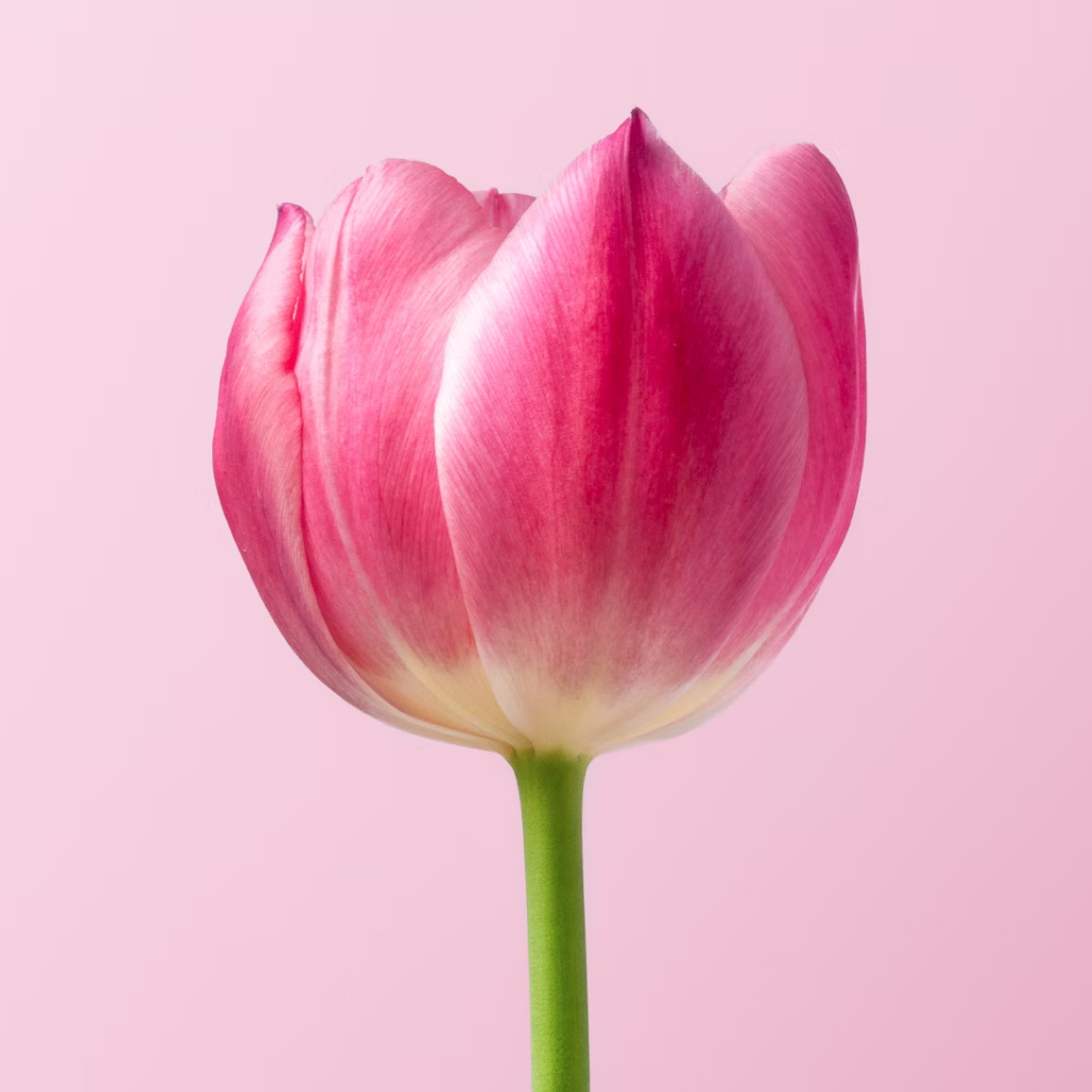 Nema Tulip Flower
