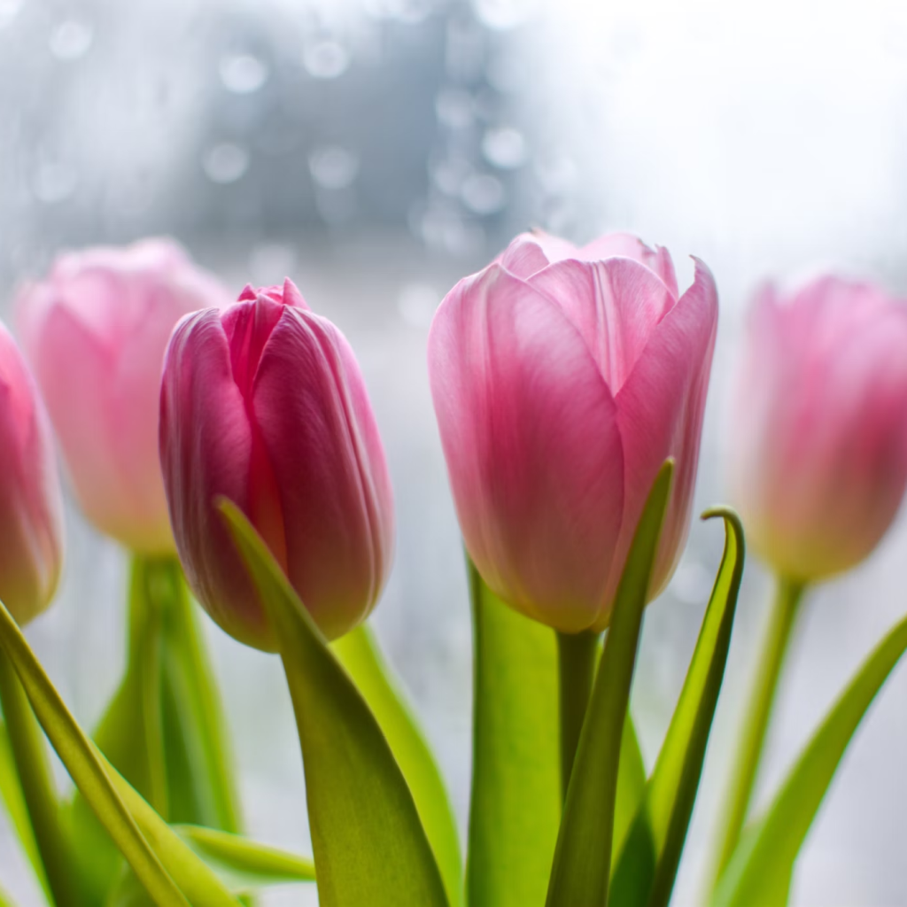 African Tulip